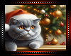 🎄 Christmas Cat BG