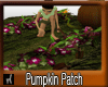 Pumpkin Patch2
