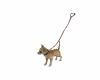 Chihuahua Walking