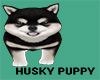 Husky Puppy