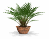 Lighted Plant