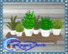 *D* Potted Herb's