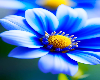 Flowers 7 - Port