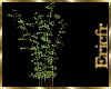 [Efr] Real Bamboo plant