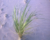 Beach Dune Grass