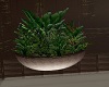 Elegant Indoor Plant