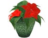 Potted Poinsettia
