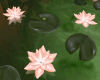 Water Lilies Lotus