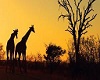 Safari Giraffe Poster