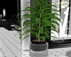 Plant 1 Black&White