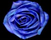 Blue Rose Nails