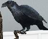 TF* Animated Raven/Crow