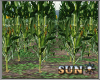 !SR! Farm  corn field