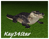 Jungle Park Crocodile
