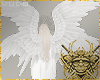 Albino Wings Rqt
