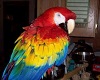 [Cyn]Scarlet Macaw wing