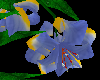 LW - Circular Lilies 2