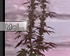 Mel*Pinkish Weed Plant