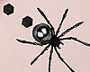 G. Navel Spider