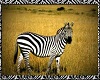 Zebra Standing