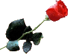 Ali-A  rose for you