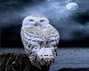 Gryffn Owl Art 8