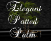 Elegant Potted Plant