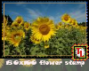 sunflower stamp