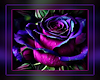 Purple Rose Bckgrnd Box