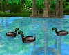 Lakeside Ducks