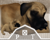 Dog and Puppies Sleeping