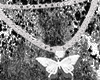 butterfly necklace