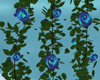 *HC* Blue Rose Vine