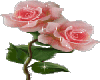 Glittering Pink Roses