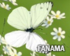 White Butterfly |FM620