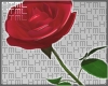 ␀. ROSE [DRV]