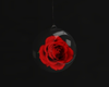 Rose Dark Globe