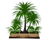 Trio Palm Plant