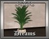 Forever,plant