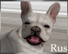 Rus French Bulldog