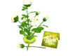 Vase of Valentine's Day