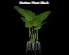 Hutton Plant Black