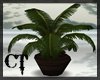{CT} Potted Palm