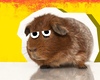 Guinea Pig