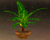 Banana Plant Potted