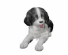 Sweet Anim Poses Puppy