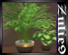 New Home Plants