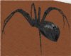 Grim Cemetery Spider