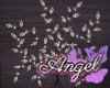 🐾 Angel Tears