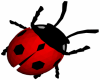 6v3| Ladybugs
